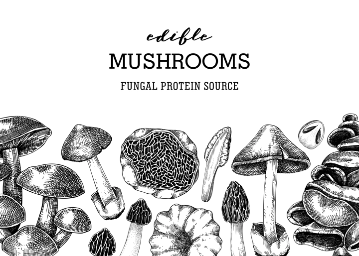 Mushrooms banner design. Artistic autumn forest plant border. Fall background with edible fungi sketches. Hand drawn healthy food, fungal protein vector illustration for print, packaging, menu